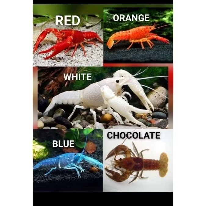 Hiasan Aquarium Aquascape Lobster Hias Warna warni Berkualitas Lobster Hias Air Tawar