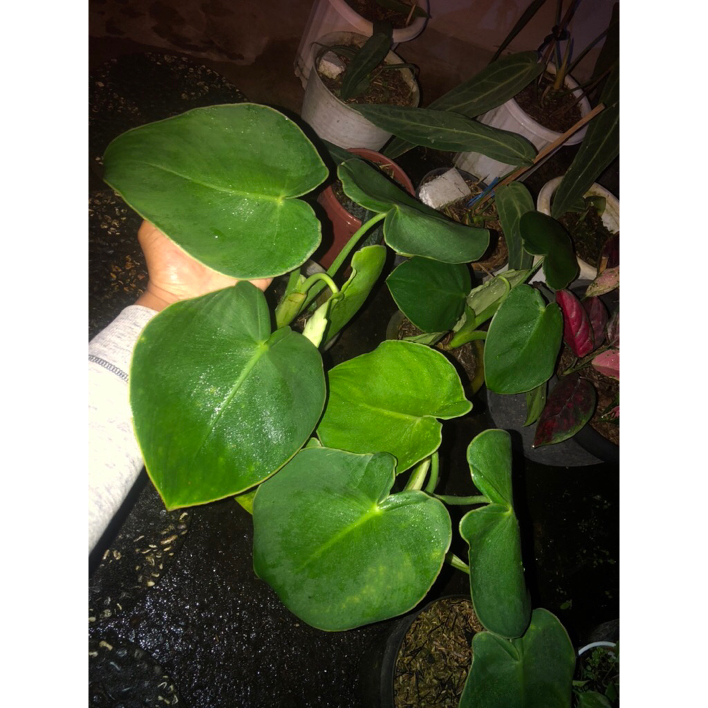 Tanaman Hias Philodendron PigSkin /Philodendron Rugosum / Philodendron Kulit Babi