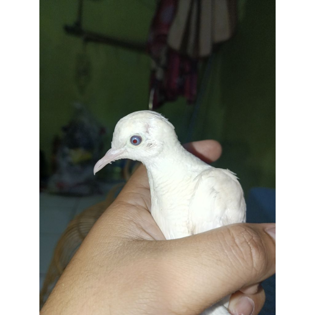 burung perkutut putih