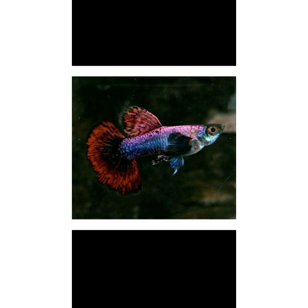 GUPPY MAGENTA SEPASANG HIASAN AKUARIUM AQUASCAPE