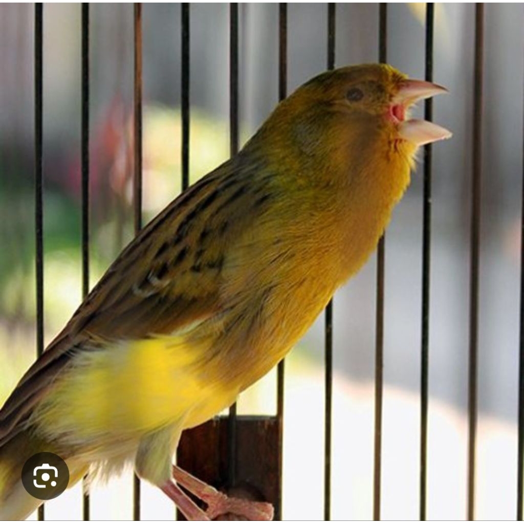 burung kenari bahan pilihan