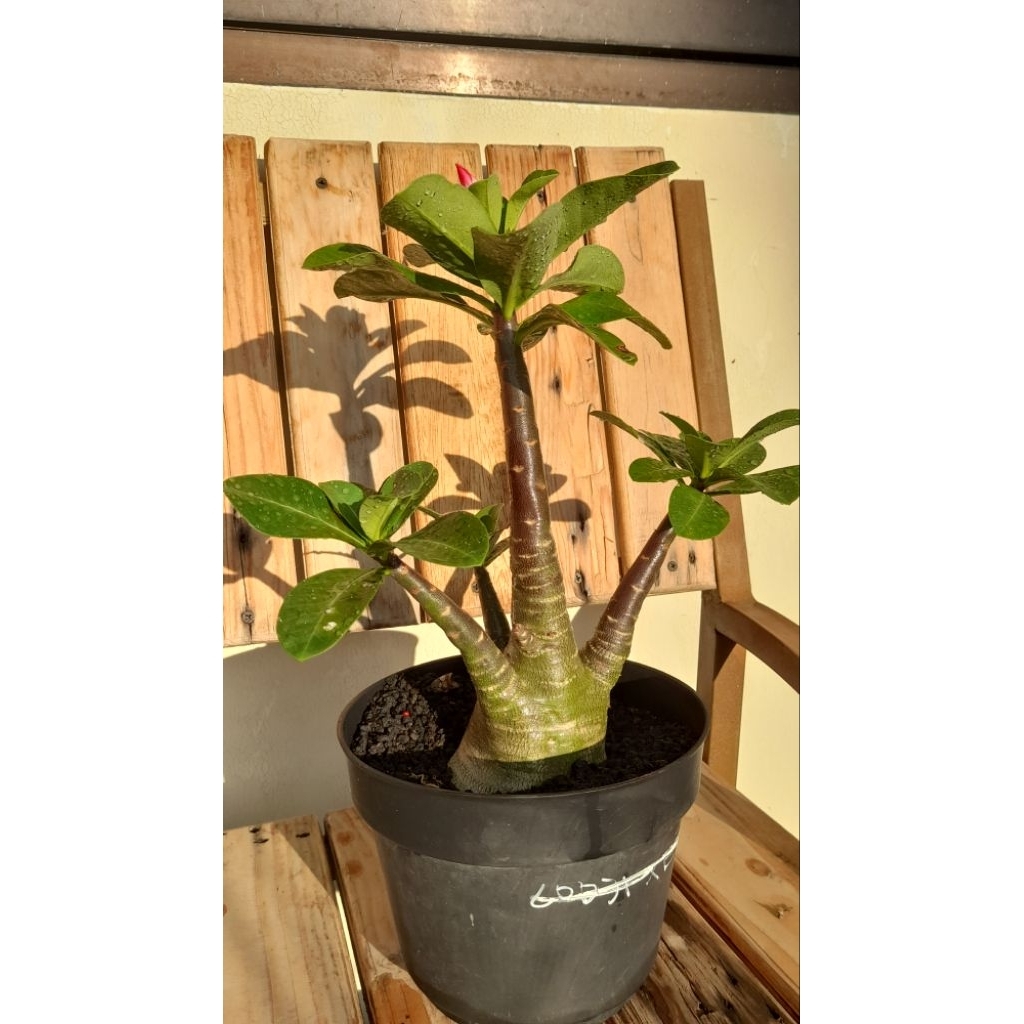 Adenium Arabicum Godji x Iyarabangkla