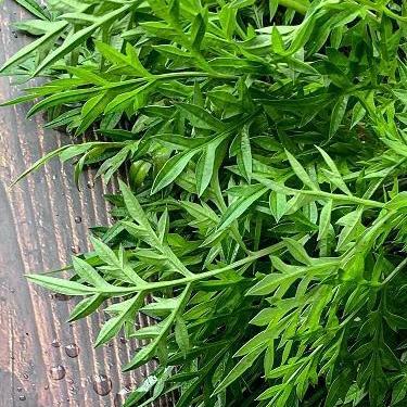 Daun Kenikir Segar / Daun Pucuk Kenikir Segar Untuk Lalapan Sehat