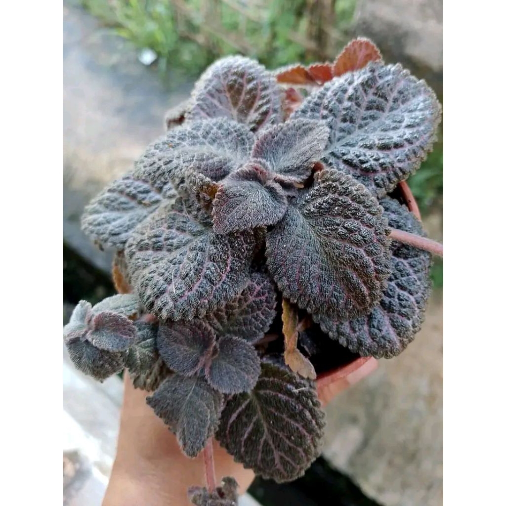 Episcia karlyn mutasi black//episcia hitam//