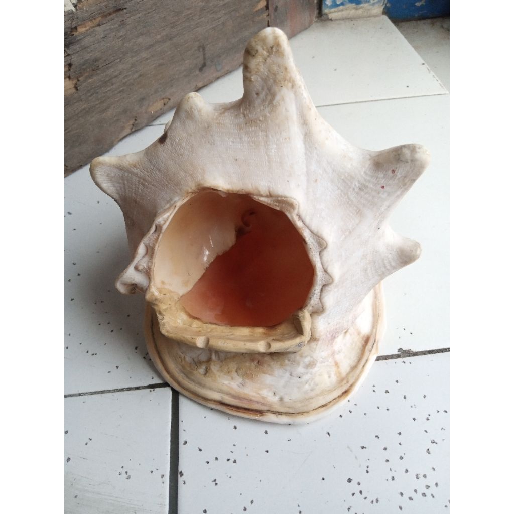 Asbak Antik Cangkang Keong Laut Keong Ratu Asli
