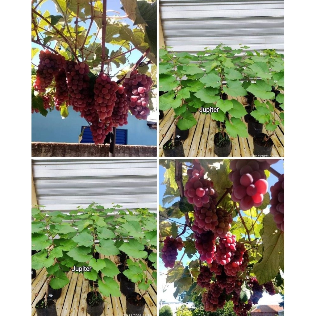 BIBIT ANGGUR IMPORT JUPITER HASIL GRAFTING BATANG BESAR SIAP BERBUAH