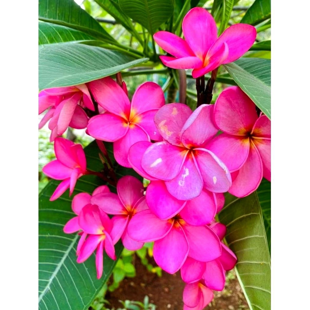 Tanaman Kamboja Bali - Bunga Kamboja - Pohon Kamboja - Plumeria