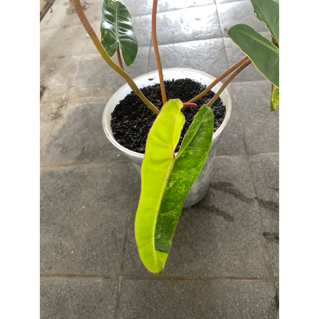 philodendron billietiae