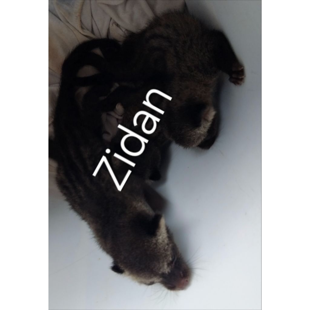 baby musang pandan udah belajar makan sendiri, pasti jinak total