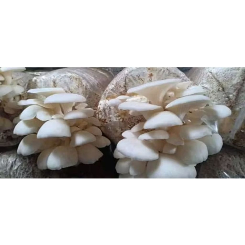 baglog jamur tiram putih/bibit jamur tiram siap panen