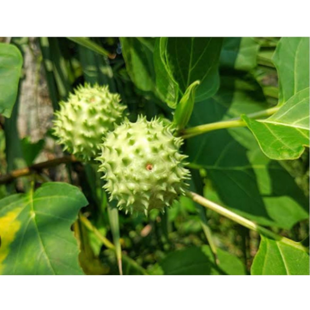 kecubung Wulung asli original murah berkualitas 10rb an saja