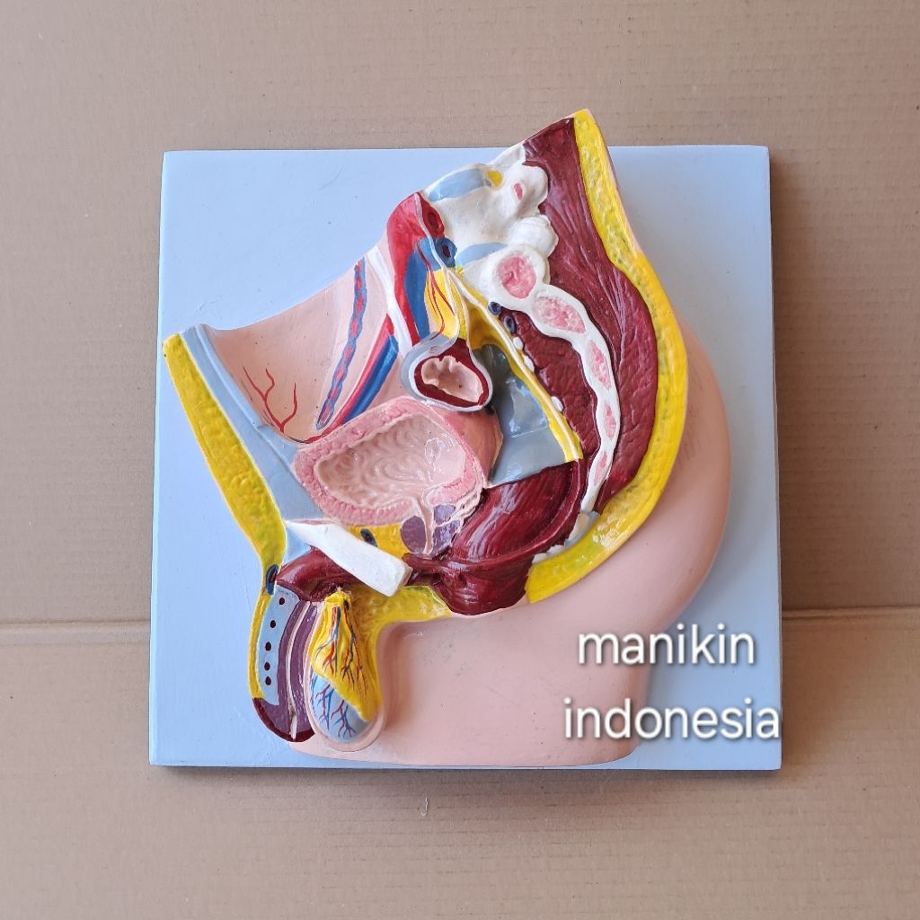 REPRODUKSI PRIA / PHANTOM / ΜΑΝΕEKIN / MANIKIN PENAMPANG TORSO PANGGUL LAKI LAKI