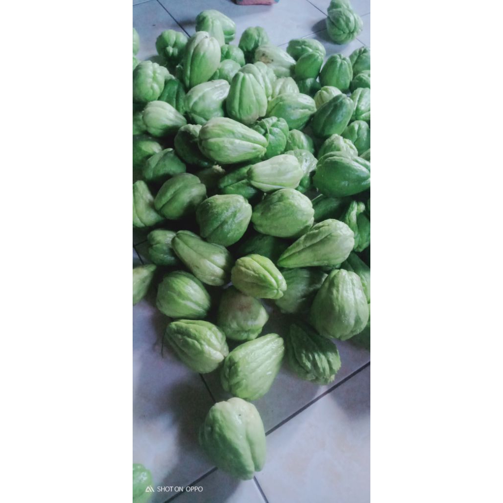 LABU SIAM/JEPAN/JIPANG