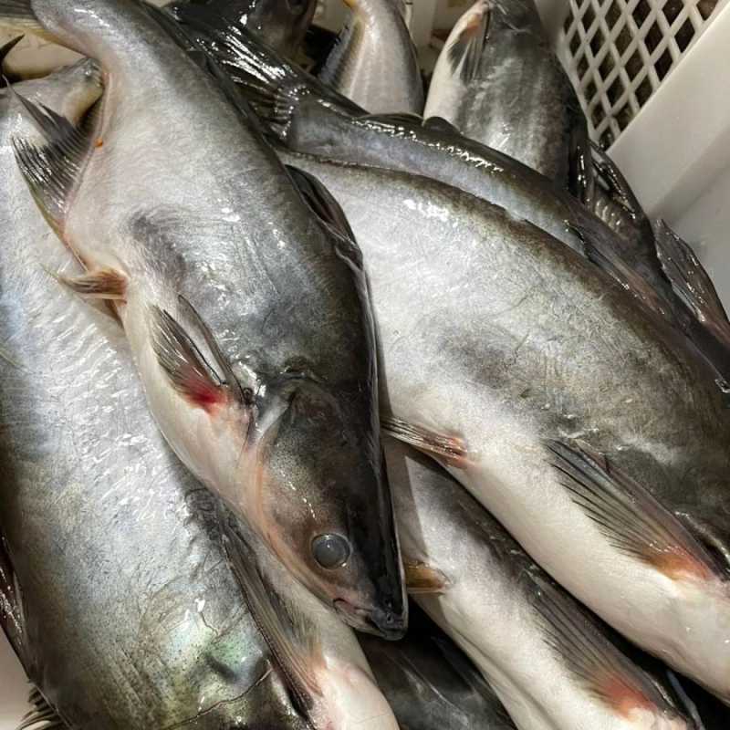 Ikan Patin Hidup Segar / Patin Jumbo Air Bersih