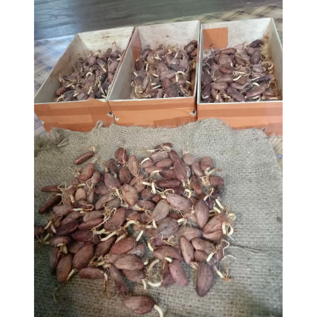 benih bibit kakao MCC02 original unggulan 100 biji siap di semai