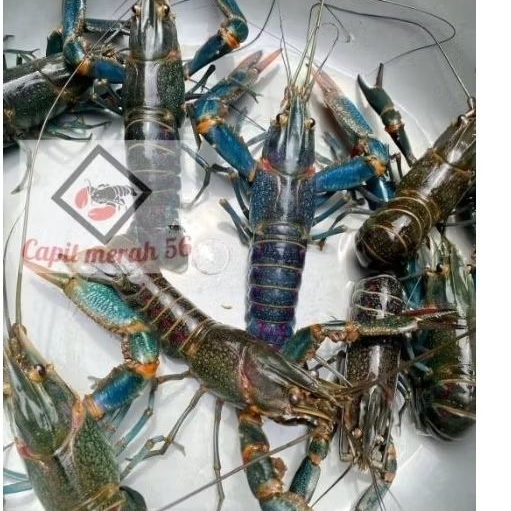 indukan lobster air tawar Paket isi 5 ekor 3 betina 2 jantan Grade A+