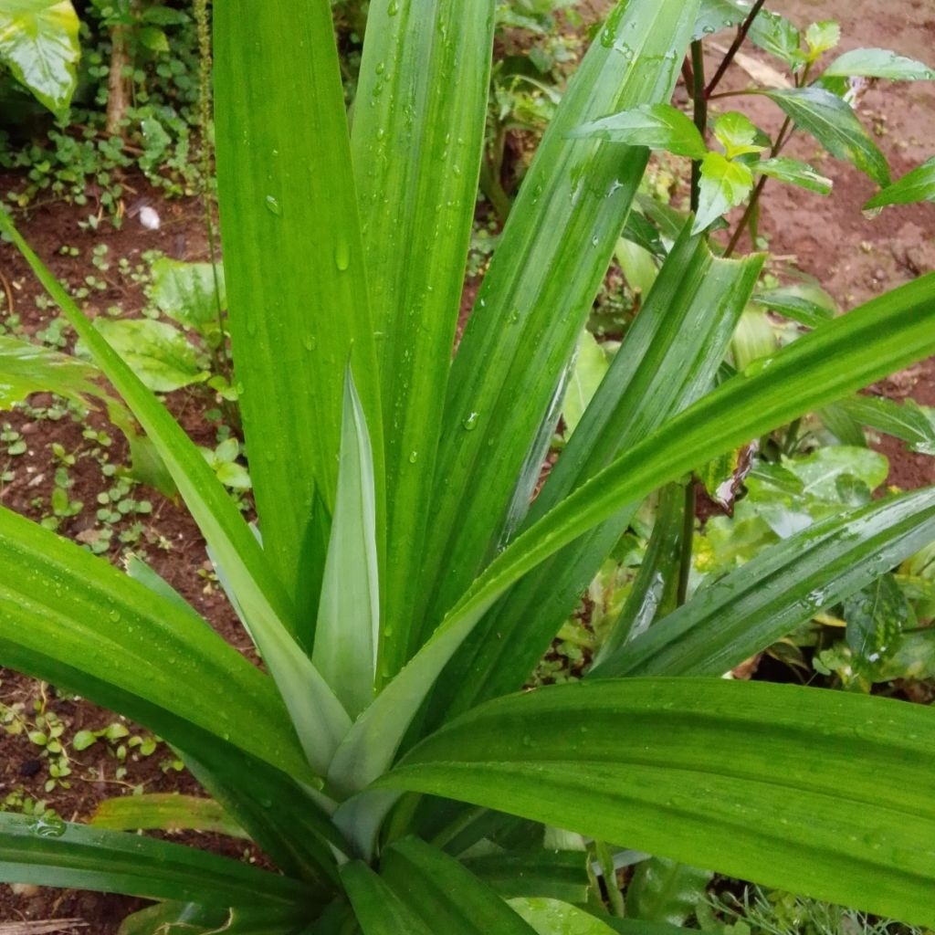 Bibit pandan wangi Jumbo sudah berakar siap tanam