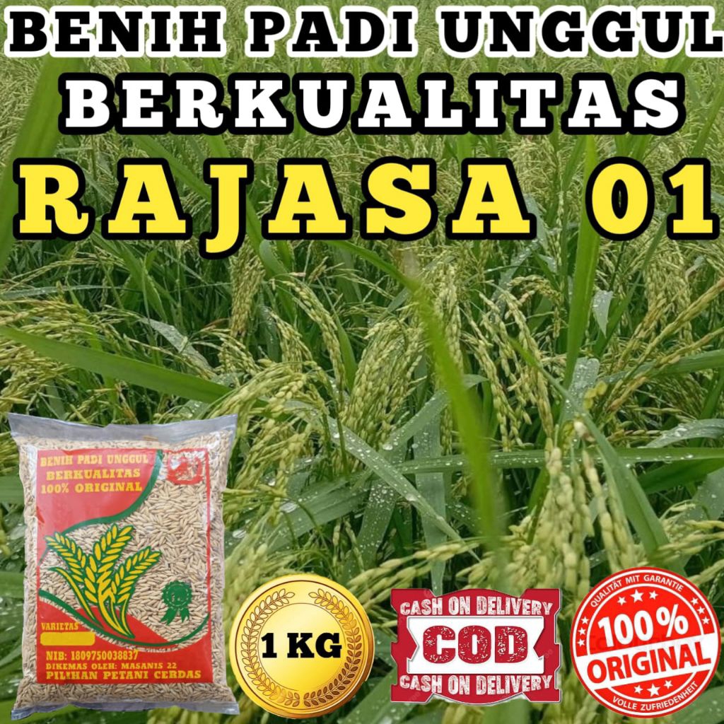 BENIH PADI UNGGUL BERKUALITAS RAJASA 01