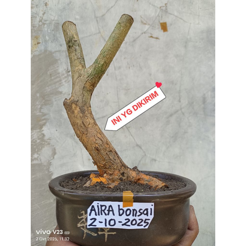 bahan bonsai sisir dongkelan tua