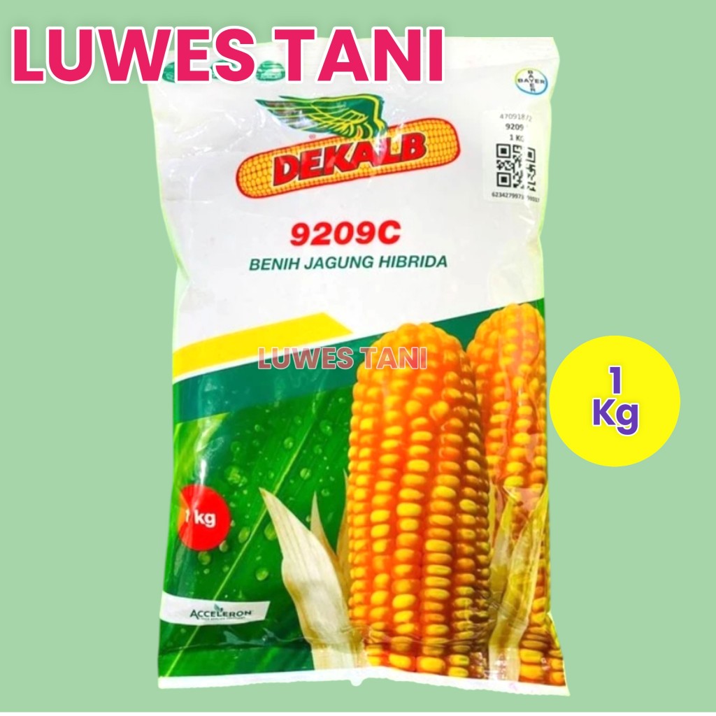 Benih jagung Dekalb DK 9209C 1kg hibrida