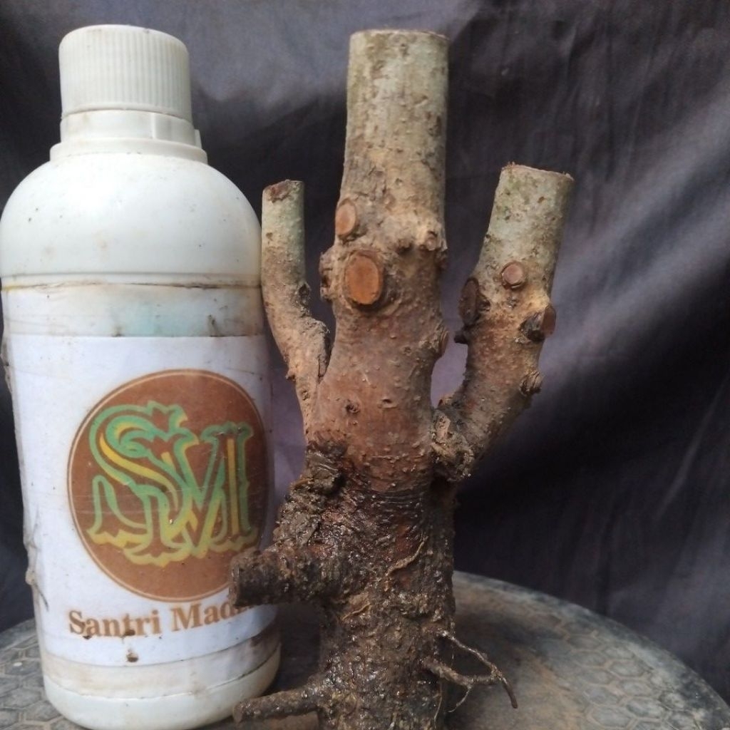 Bahan Bonsai Rukem pucuk merah Dongkelan Small formal Size The Maxx 30 cm real pick