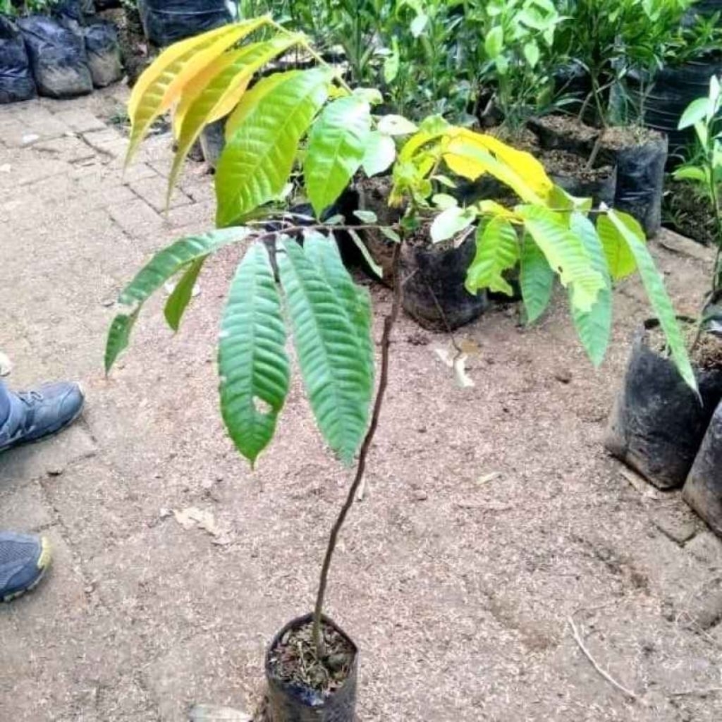 Bibit Matoa Unggul Siap Tanam | Bibit Pohon Matoa Asli | Bibit Buah Matoa Berkualitas