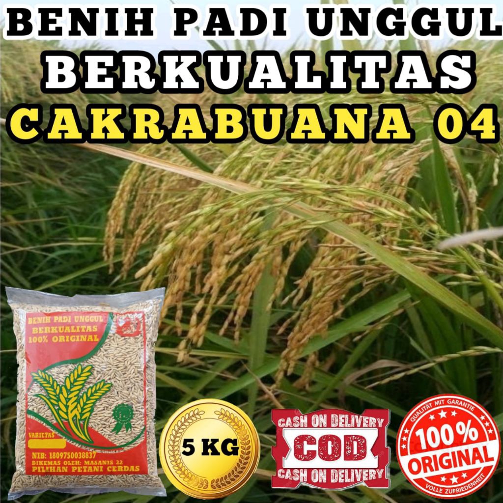 BENIH PADI UNGGUL BERKUALITAS ( CAKRABUANA 04)