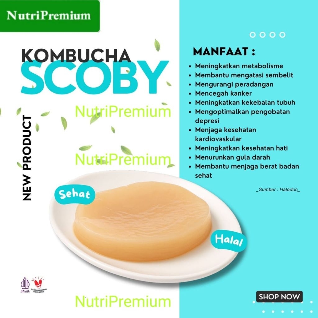 Bibit Scoby Kombucha Premium Starter/Jamur Dipo / Scoby Kombucha Organik / Scoby Kombucha Packing Bo