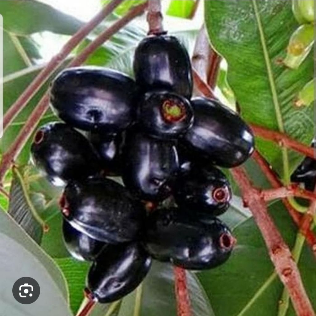 Juwet / Jamblang per 1kg