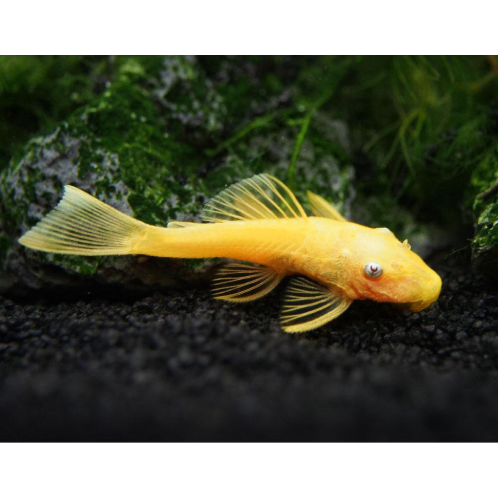 Sticker Brushmouth Albino Jengki/Pleco L144