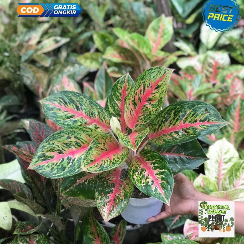 Aglonema big papa - tanaman hias Aglonema big papa