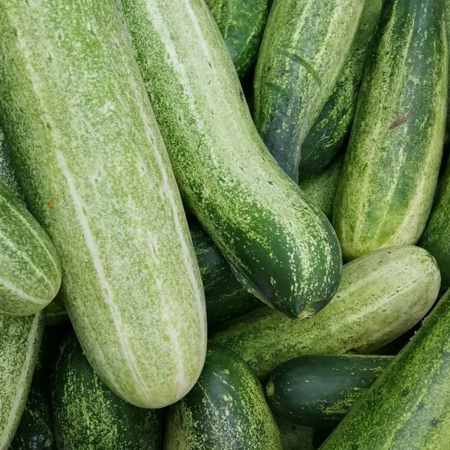 Mentimun Timun Ketimun Segar | Sayuran ID Padang