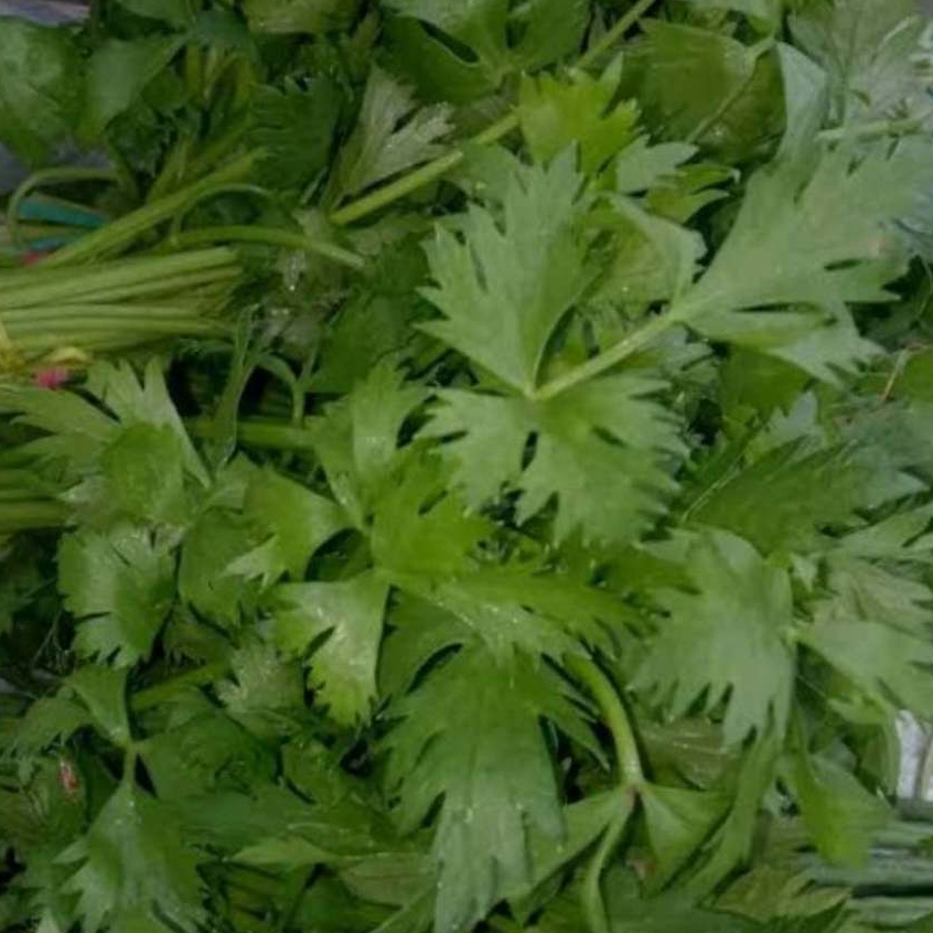 Seledri Segar 50gr | Sayuran ID Padang