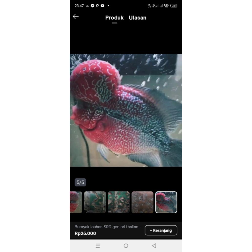 plastik gambar anak Louhan Super Red Dragon(SRD) x SRM boom head siap progres