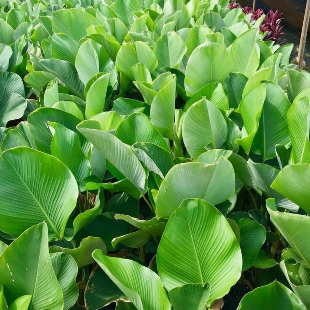 tanaman calathea lutea / calathea pisang
