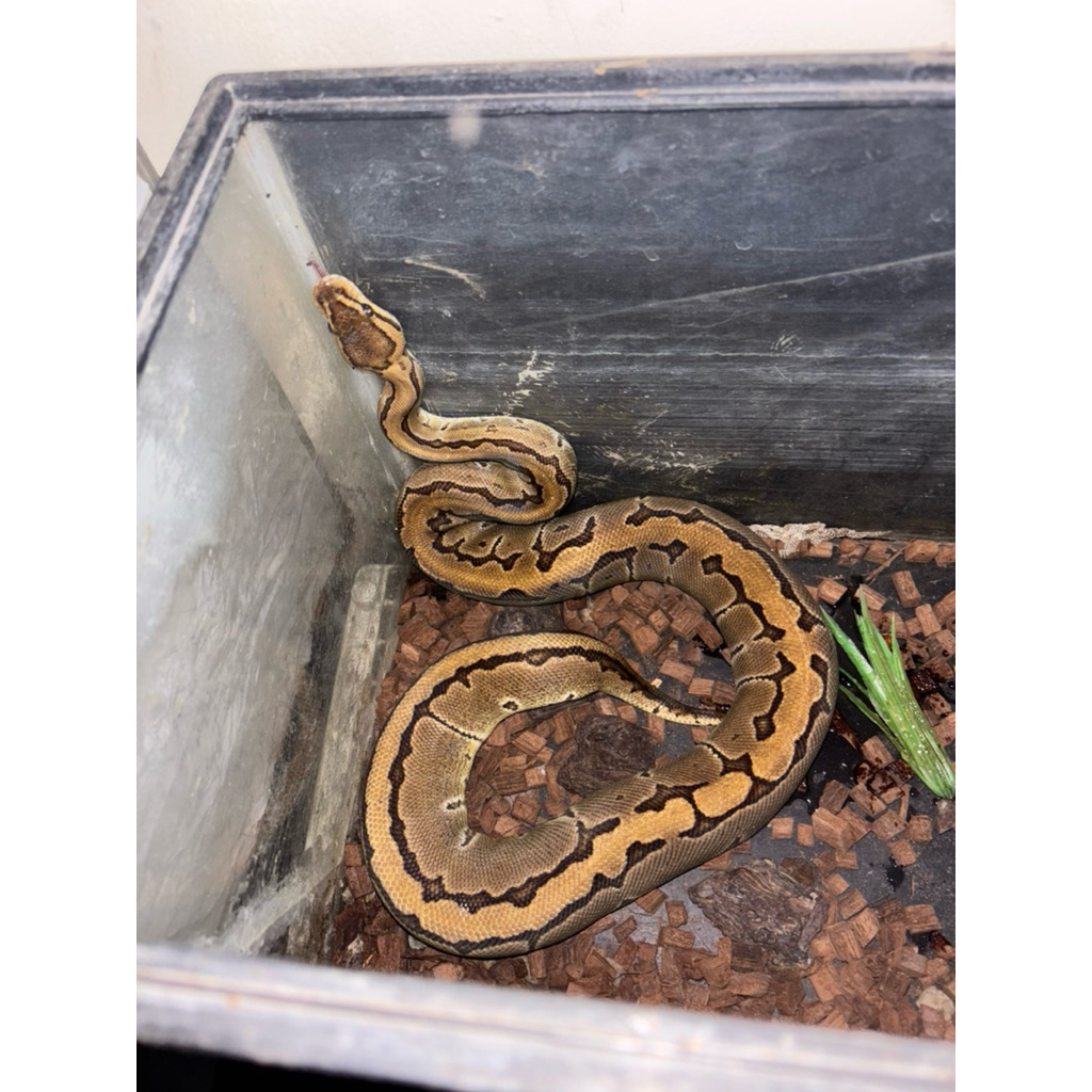 ball python pinstrip het albino