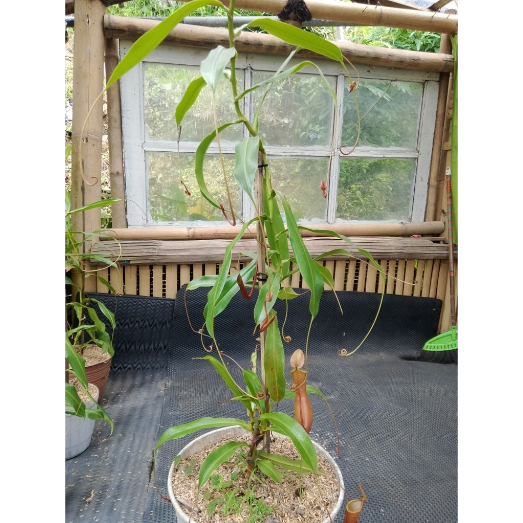 tanaman nepenthes / kantong Semar