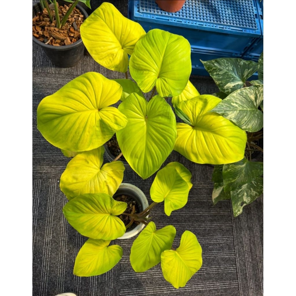 homalomena golden platinum ekonomis