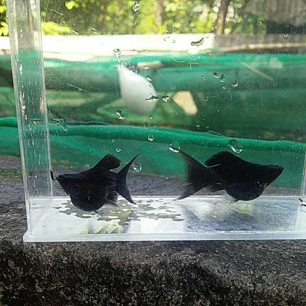 molly balon black lyretail