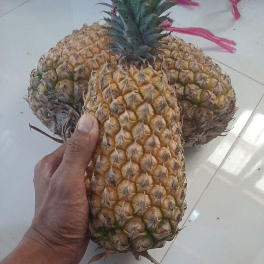 NANAS MADU GUNUNG KELUD