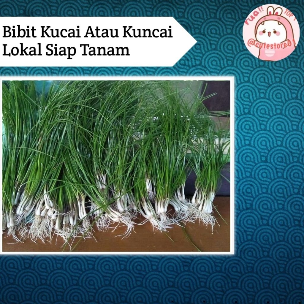 Bibit Kucai Daun Bawang kucai Asli Pilihan