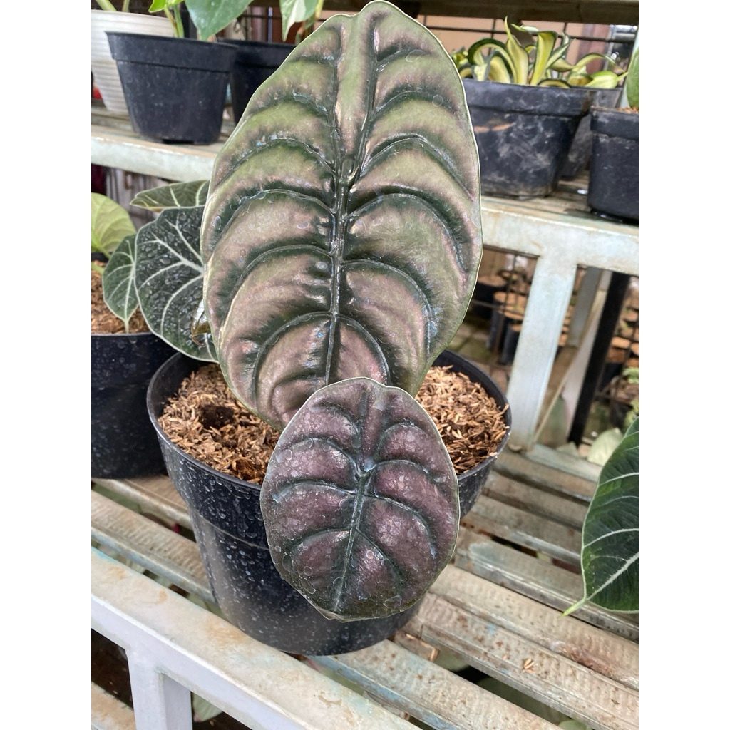 alocasia cuprea keladi tengkorak