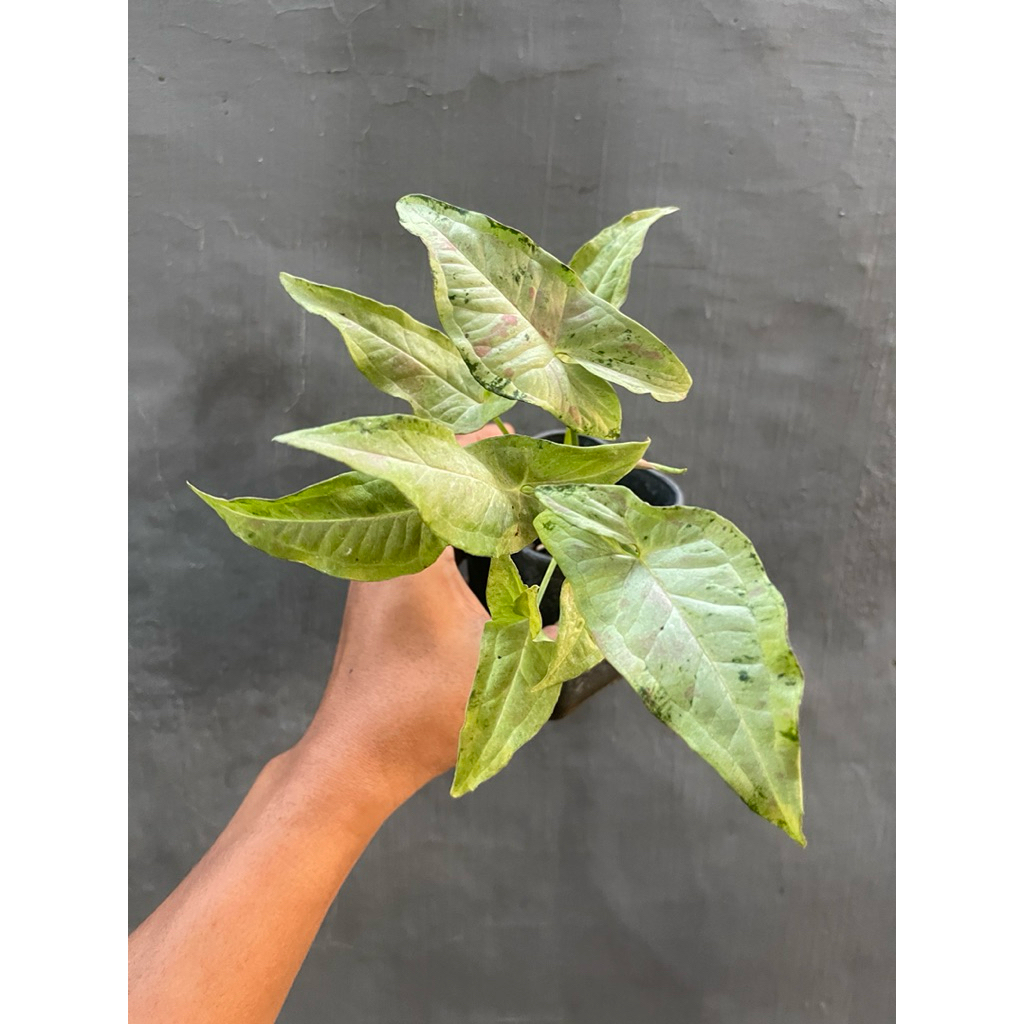 Syngonium Milk Confetti Tricolor