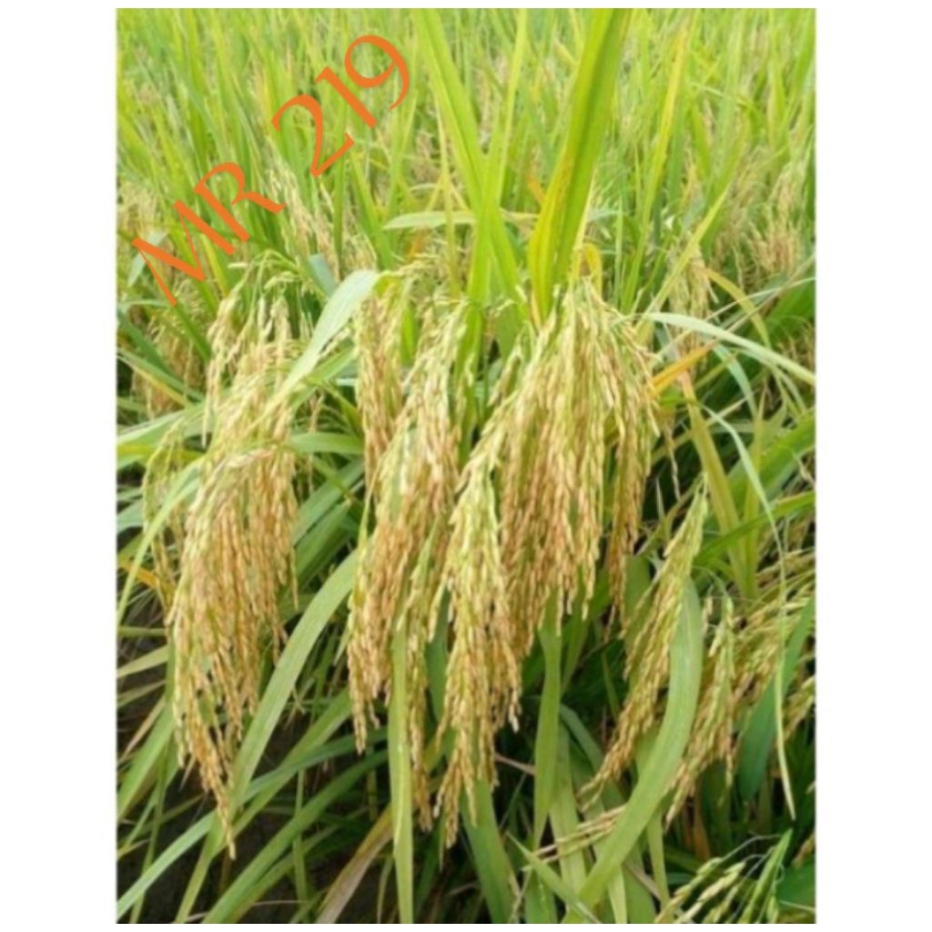 benih padi MR 219 kemasan (1kg)