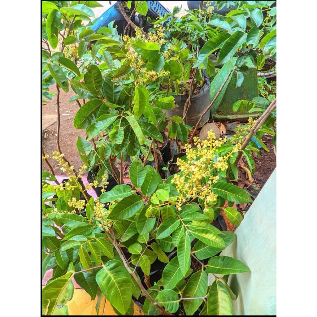 Ready stok banyak kk silahkan bibit kelengkeng bebas pilih jenis paket dapat 3 bibit