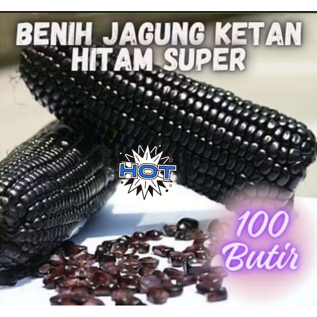 Benih jagung ketan hitam isi 100++ biji jagung pulut hitam ungu