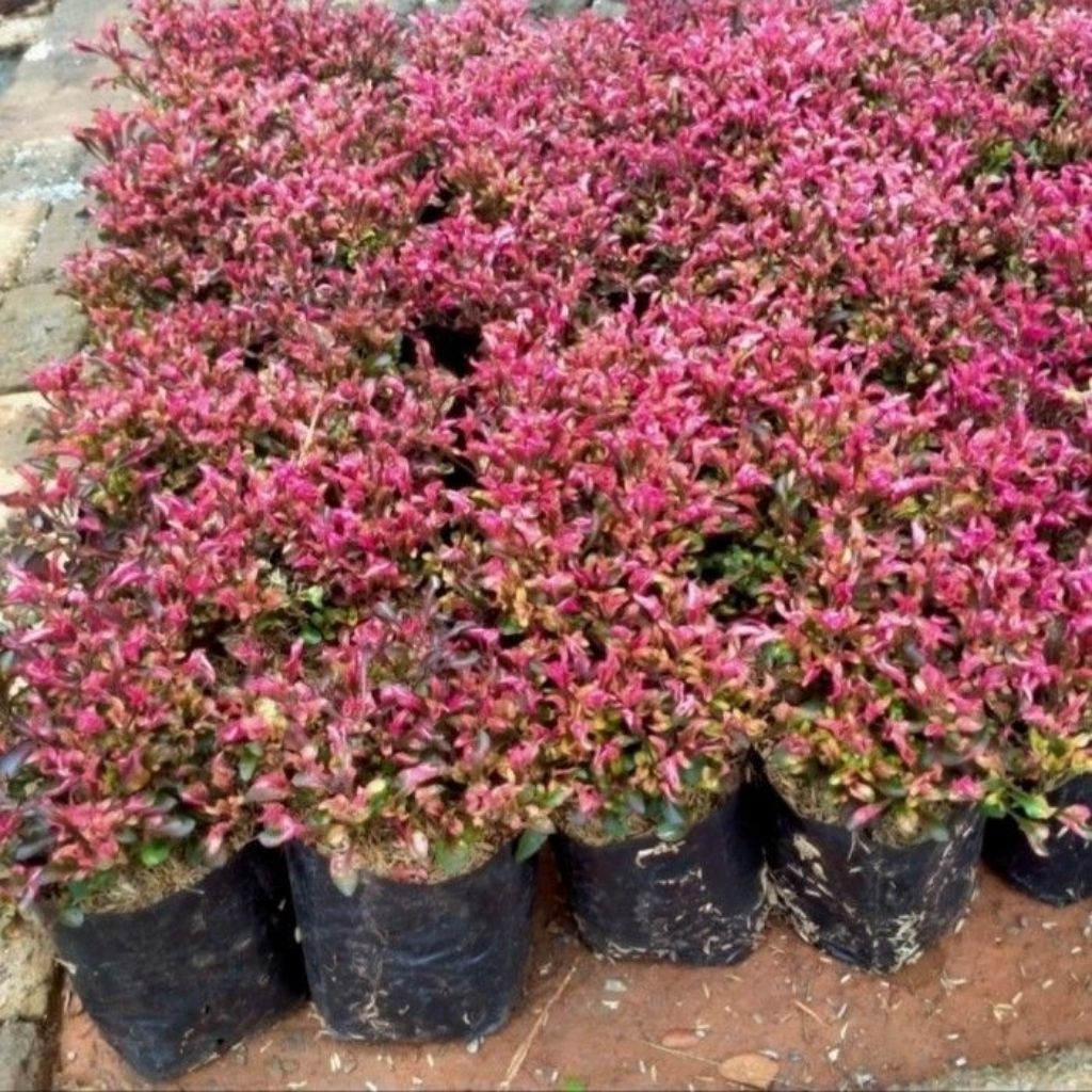 KROKOT MERAH / KEROKOT MERAH / KEROKOT TAMAN / KROMOT TAMAN / TANAMAN HIAS