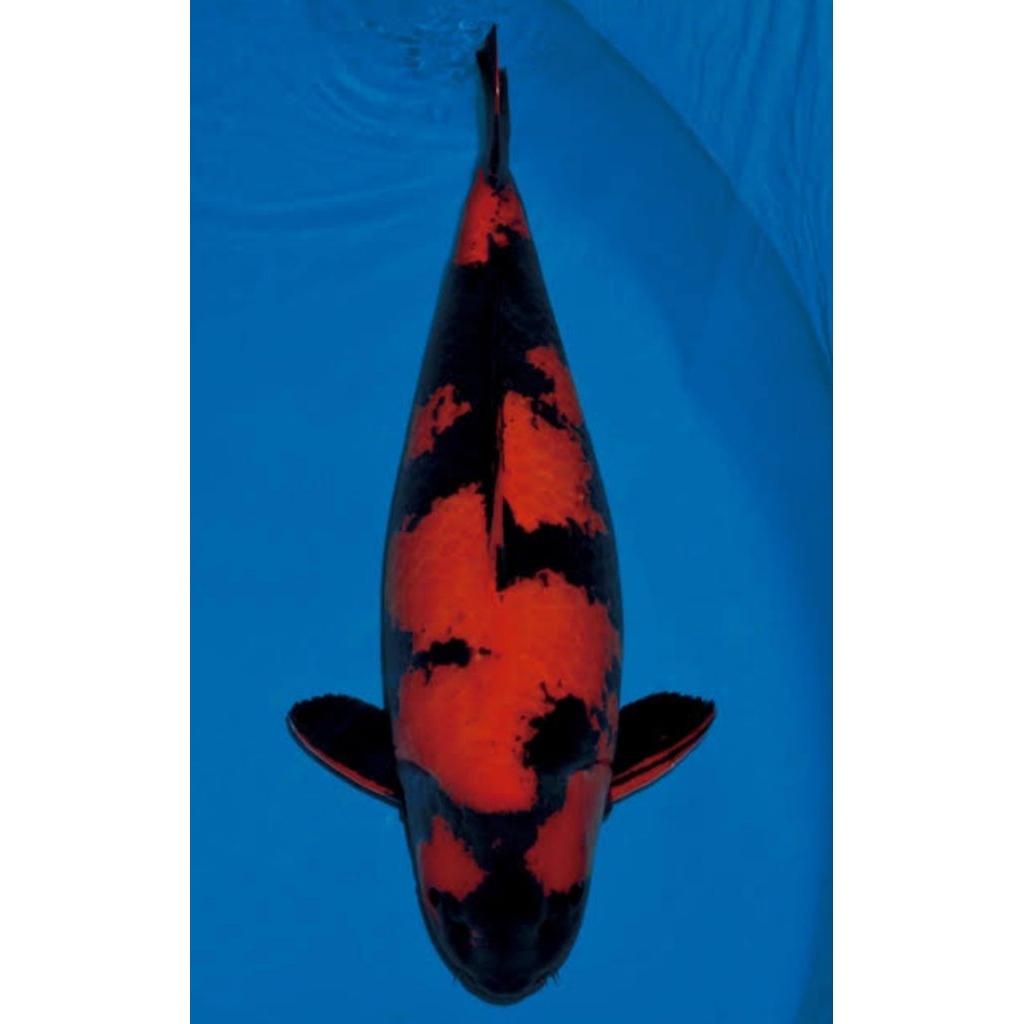 READY HI UTSURI SZ 20-25CM