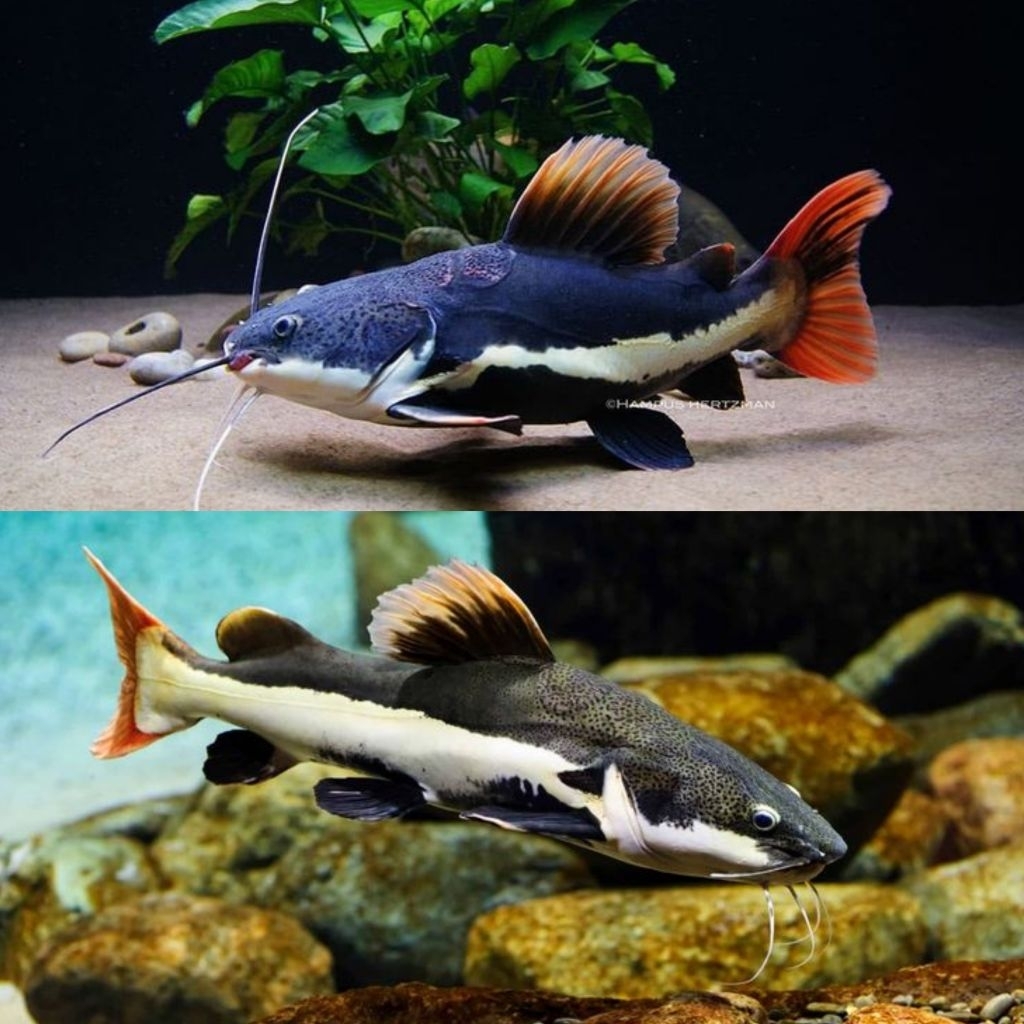 [Chan Aquatic] Ikan Hias Red Tail Catfish Size 6-8cm RTC Hiasan Aquarium