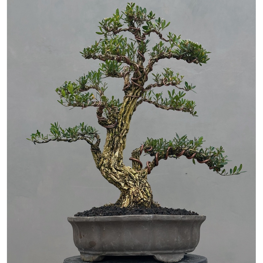 Bonsai boxus meliuk cantik siap pajang